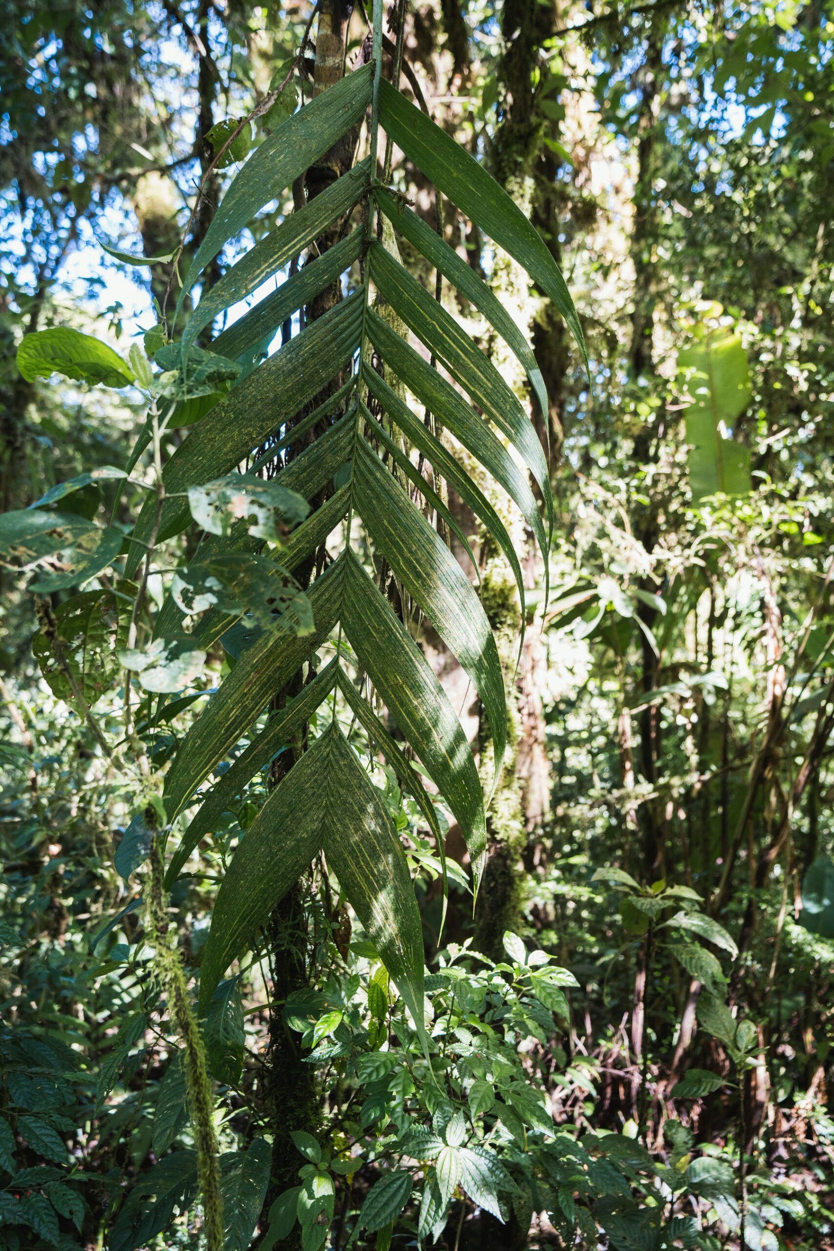 Santa Elena Costa Rica Stefan Franke Fotografie DSC03777