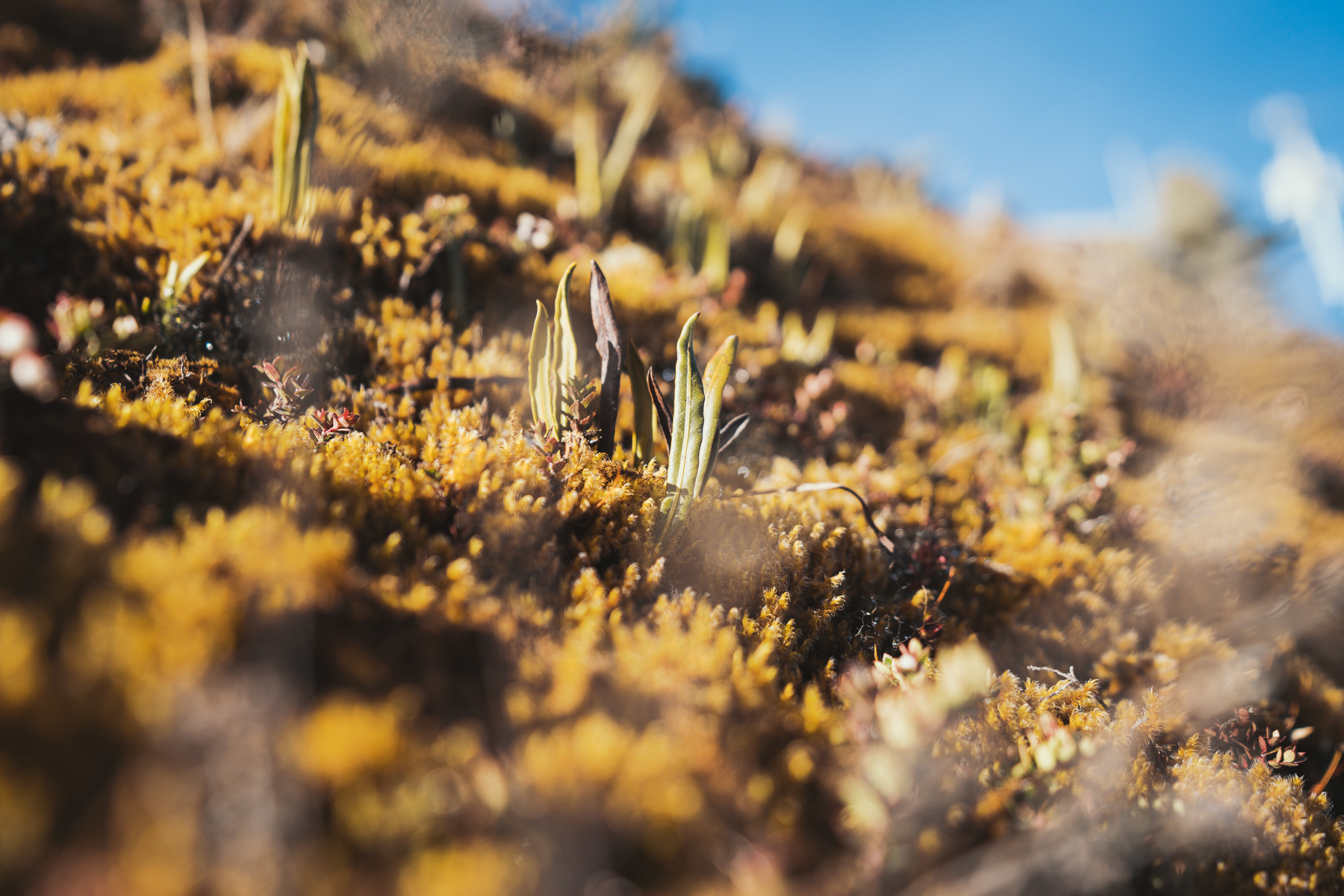 Aufstieg auf den Vulkan Baru 014