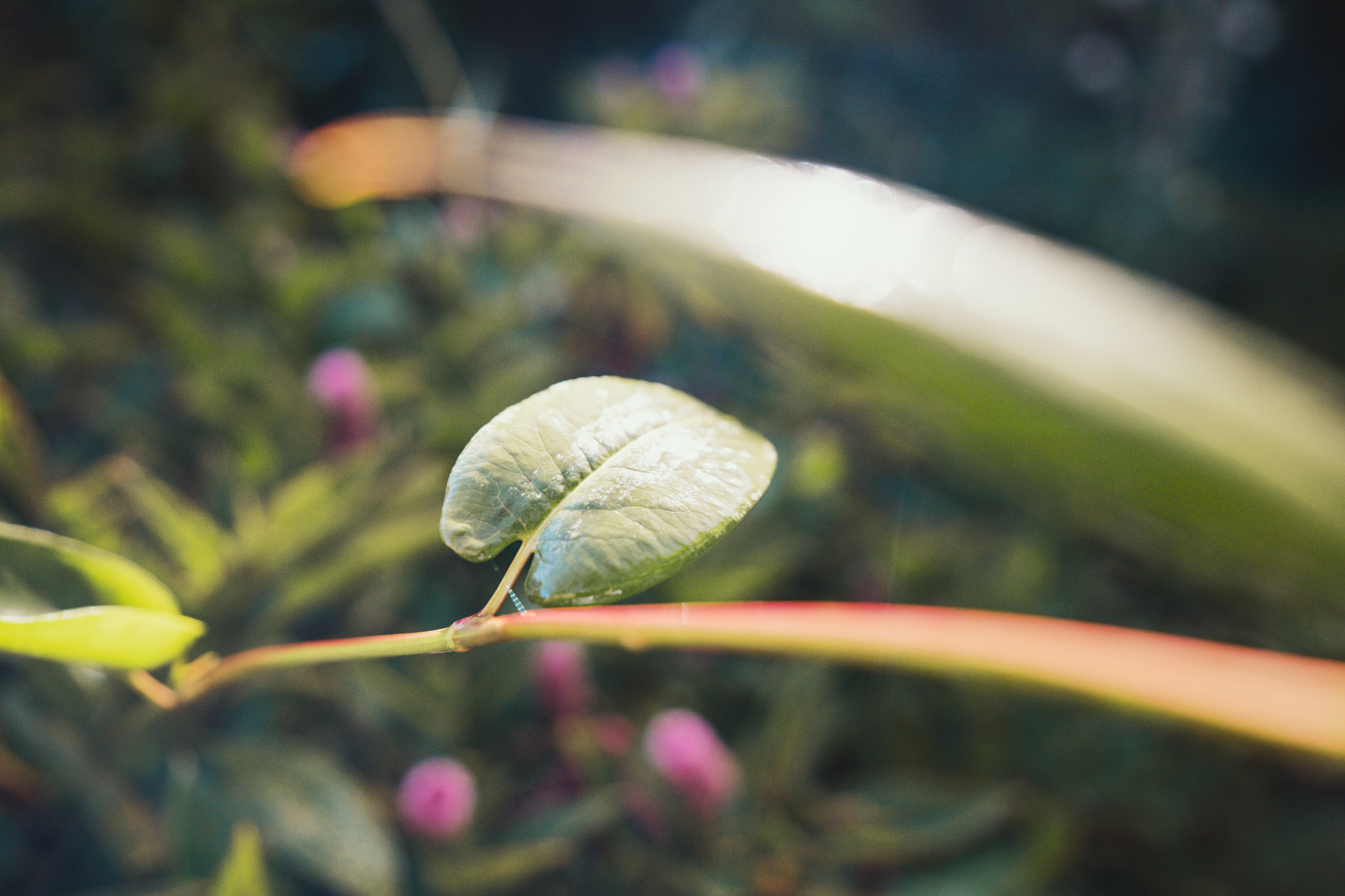 Aufstieg auf den Vulkan Baru 017