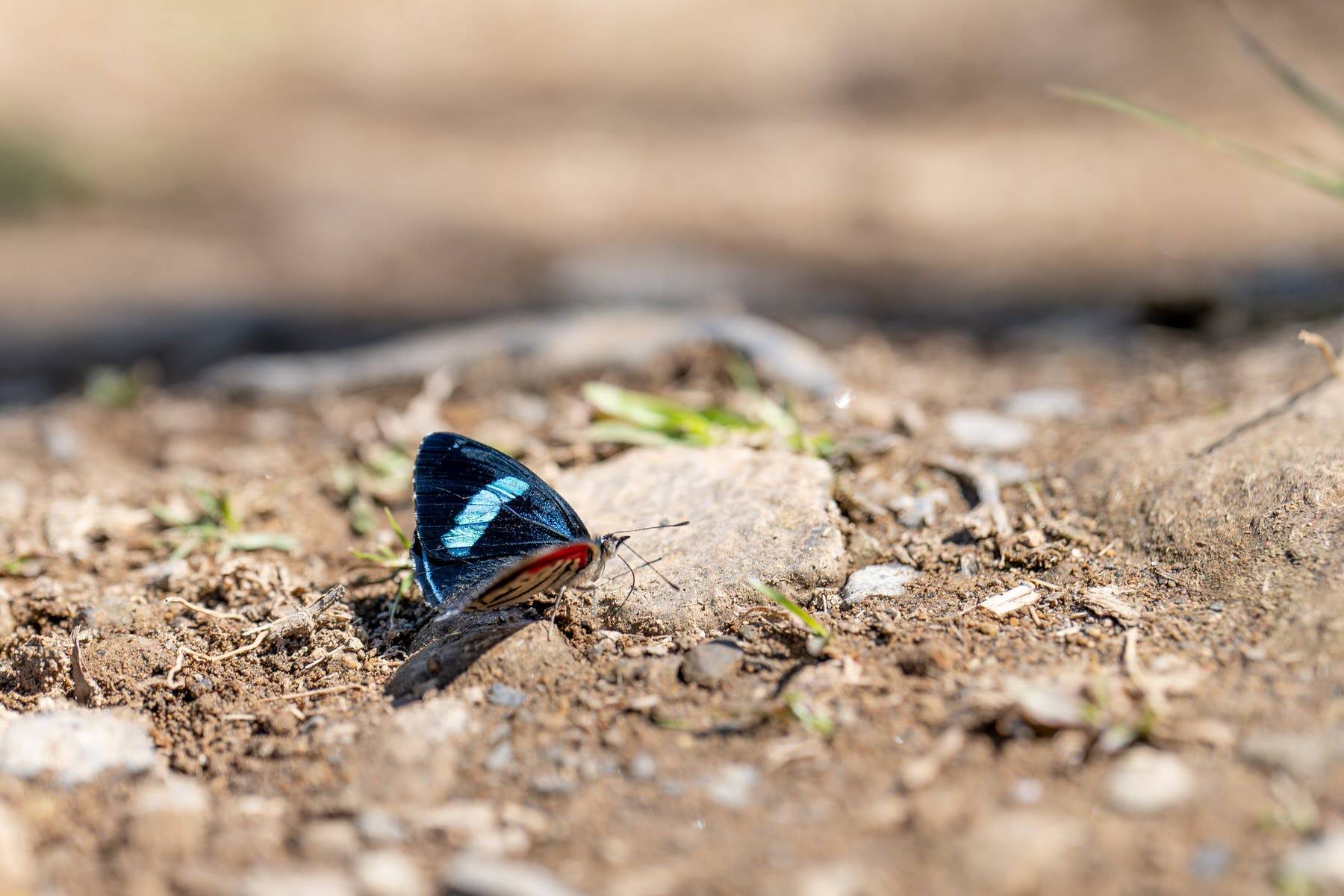 weltbewegend boquete 16